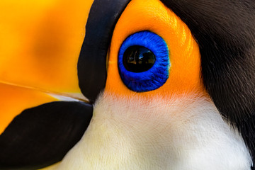 zbliżenie oka tucano