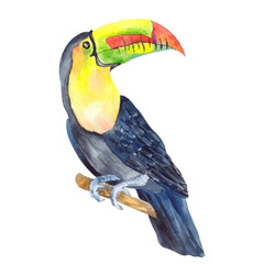 Akwarela ilustracja z tropikalną papugą