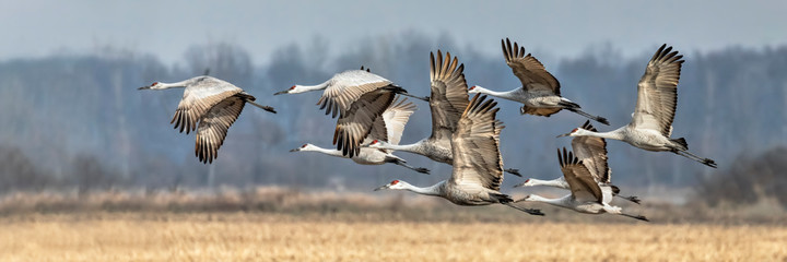 Sandhills Flight Flight in Indiana
