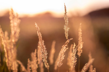 Summer meadow during sunset