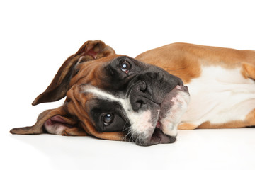 Młody bokser pies odpoczywa