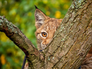 młody ryś za drzewem