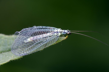 Green lacewing, Chrysopa perla