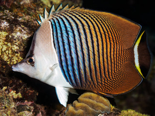 Chaetodontidae - ryba - motyl żyjący w Morzu Czerwonym.