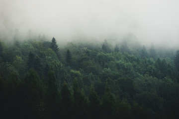 Mgła na zboczu góry