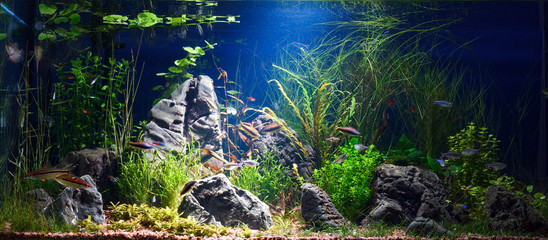 Planted tropical fresh water aquarium with small fishes in low key with dark blue background