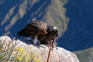 Kanion Colca w Andach peruwiańskich
