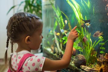 girl child looks at the fish in the aquarium