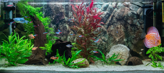 Fish in fishtank