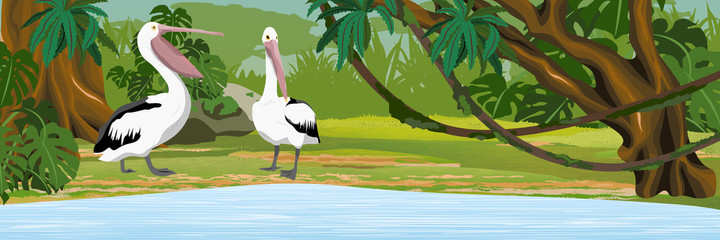 Pelikany w tropikalnej dżungli. Brzeg jeziora lub rzeki. Trawa i drzewa. Dzikie ptaki Australii, Nowej Gwinei i Indonezji. 