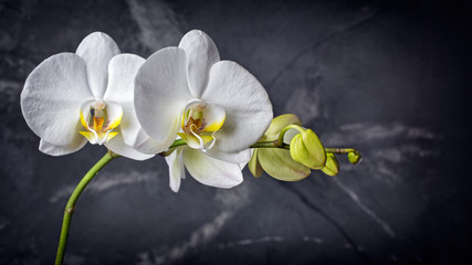 Oddział z białymi kwiatami orchidei na czarnym marmurze