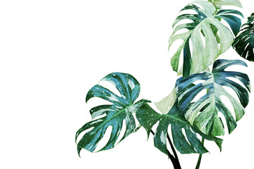 Różnobarwni liście Monstera, Rozszczepiony liść filodendron roślina Odizolowywająca na Białym tle