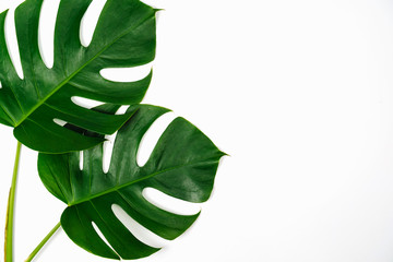 Monstera zielony liść na białym tle na białym tle.