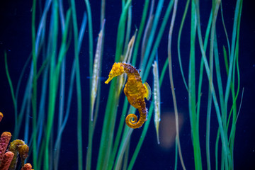 sea horse
