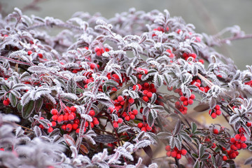 Matowe czerwone owoce