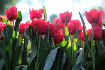 pole czerwonych tulipanów kwiatów