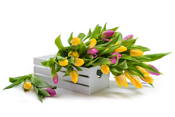 Wiosenne kwiaty. Wielobarwne tulipany w białym polu. Wiosenny bukiet. Żółte i fioletowe tulipany. Gratulacje. Walentynki, Wiosna, Wielkanoc