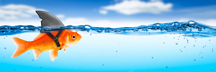 Złota Rybka Z Kostiumem Płetwy Rekina - Brave Ambitious Entrepreneur / Business Vision Concept