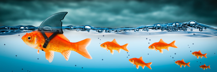 Mała dzielna złota rybka z kostiumem płetwy rekina prowadzącym innych przez burzliwe morza - koncepcja przywództwa