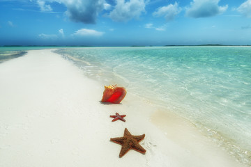 rozgwiazda i muszla na wymarzonej plaży z czystą wodą, Bahamy