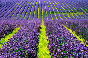 pola lawendy w prowansji