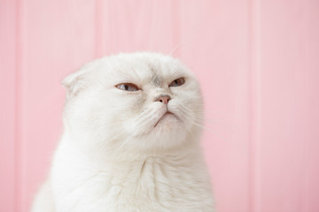 Poważna głowa kota w studio. Biały kot z niebieskimi oczami próbuje spać