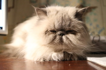 portret białego kota we wnętrzu