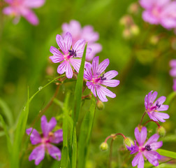 Piękne fioletowe kwiaty w przyrodzie