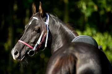 Koń arabski z uzdą