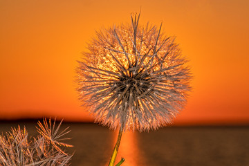 Dandelion Sunset