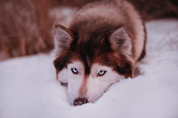 Śmieszna twarz siberian husky z winnym spojrzeniem