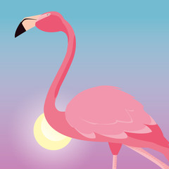 słoneczny dzień ptak flamingo ładny