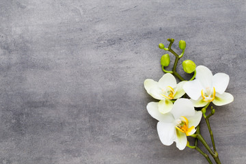 Piękno orchidea na szarym tle. Scena spa.