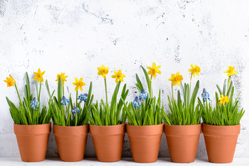 kwiat żonkila i trawa w doniczce