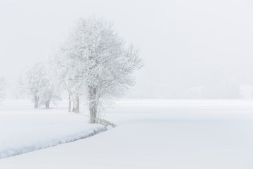 Drzewa we mgle pokryte szronem