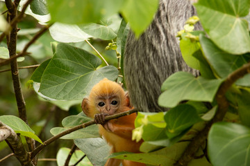 Małpka z zaciekawieniem patrzy w obiektyw, jest to typowy gatunek z naturalnego parku Bako na Malajskim Borneo