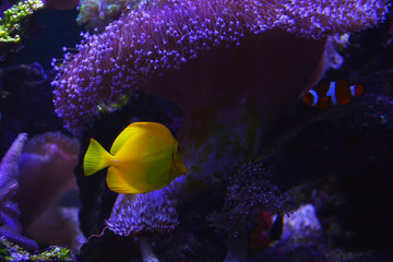 tropikalna ryba w akwarium