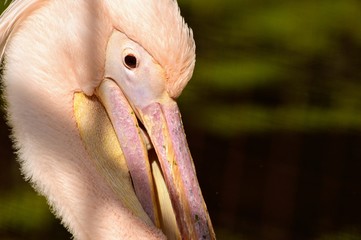 Pelikan Bocian Cieszy się anf Stoi Zamknięty up