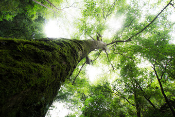 duże drzewo widok od dołu