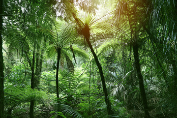 Baldachim z dżungli