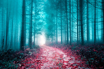 Artystyczna kolorowa mglista lasowa droga.