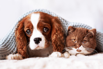 Cavalier King Charles Wellpe i BKH Kitten - Przyjaciele
