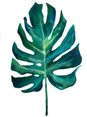 Akwarela ręcznie rysowane ilustracja liść monstera. Jasna sztuka tropikalna.