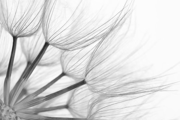 Zbliżenie mniszka lekarskiego