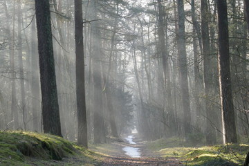 Światło słoneczne w lesie