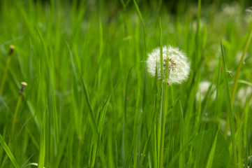 DANDELE ROSNĄCE W DŁUGIEJ TRAWIE