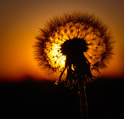 Dandelion w promieniach słońca