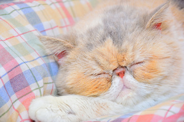 egzotyczny kot perski