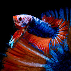 Betta fish Walcz w akwarium