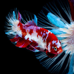 Betta fish Walcz w akwarium